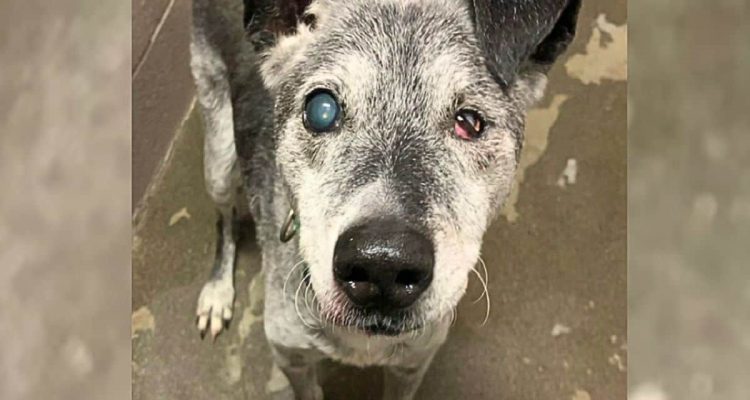Blinder 19-jähriger Hund in Tierheim abgeschoben- Doch sein Leben nimmt eine herzergreifende Wendung