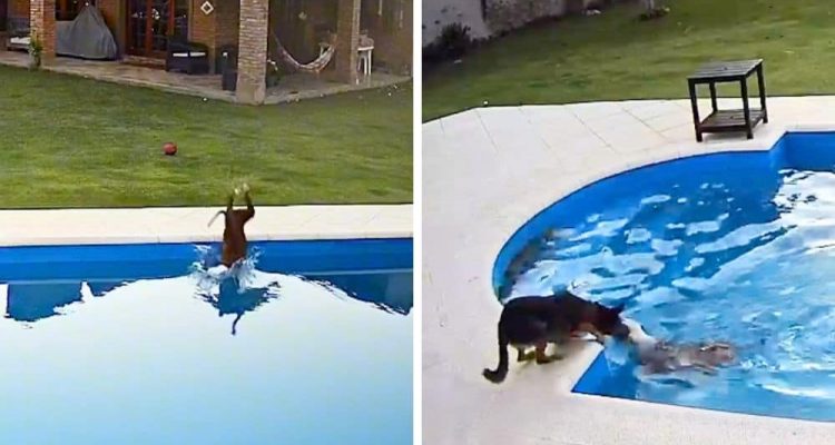 Blinder Hund stürzt in Pool - Wie sein Hunde-Kumpel ihm dann hilft, macht einfach sprachlos