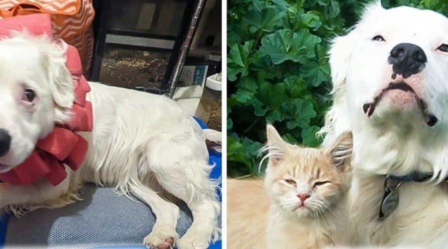Blinder & tauber Hund nutzt seine traurige Vergangenheit, um anderen Tieren im Tierheim zu helfen