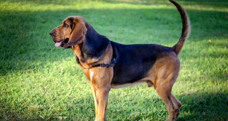 Bloodhound im Porträt