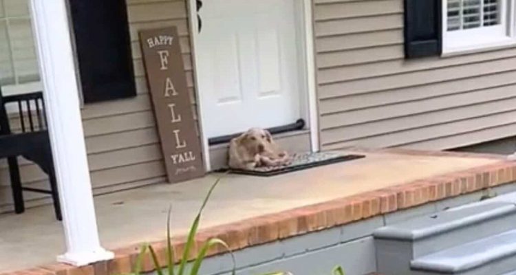 Unglaublicher Instinkt: Dieser Hund wählt die richtige Tür und rettet sich dadurch selbst das Leben