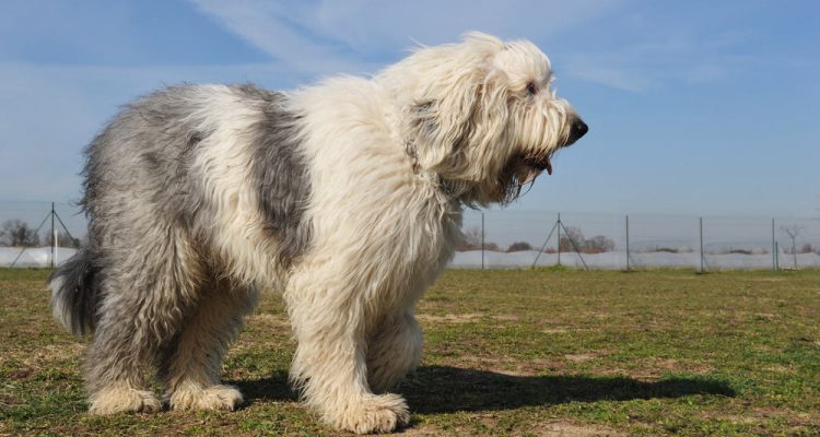 Purebred Old English Sheepdog upright in a garden