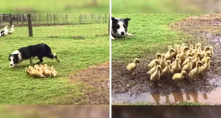 Border Collie bringt kleine Entenbabys zu einer Pfütze – wie genial er das macht, begeistert alle