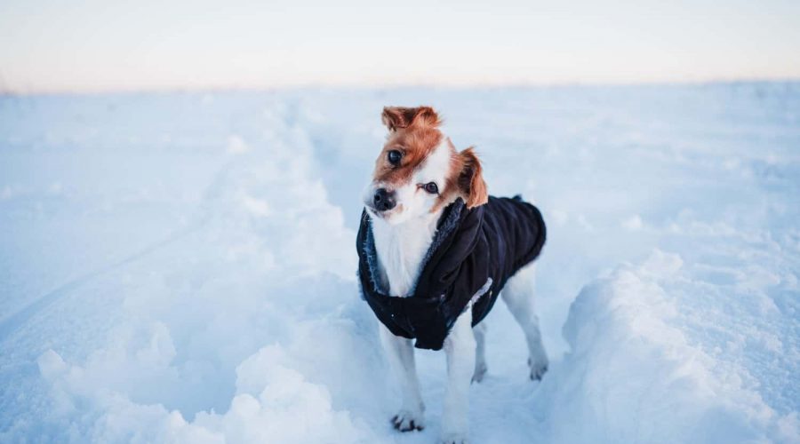 Brauchen Hunde einen Hundemantel im Winter Tierärzte klären auf!