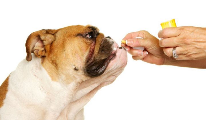 Bravecto für Hunde Dosierung, Wirkung & Nebenwirkungen