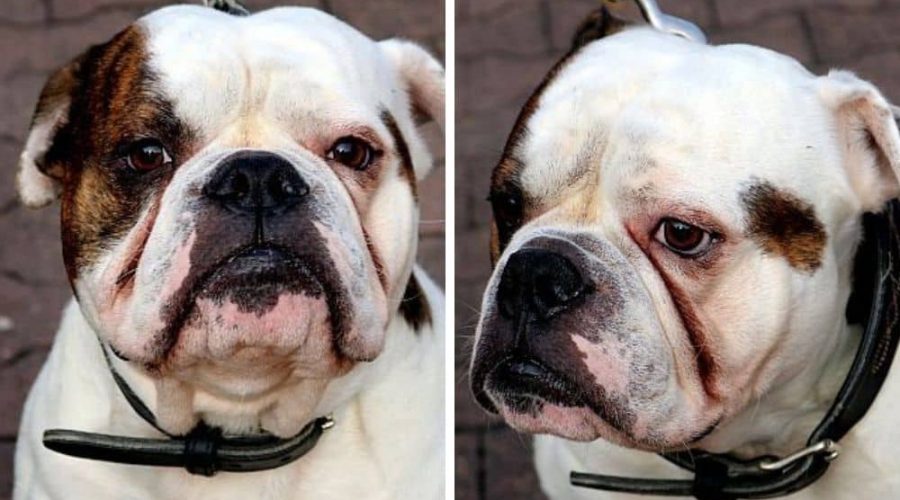 Bulldogge aus einem traurigen Grund im Tierheim abgegeben - Gibt es ein Happy End für “Monte”