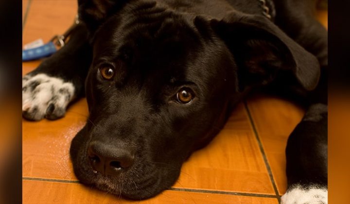 Cane Corso Labrador Mix im Rassen-Portrait (Mit Bildern)