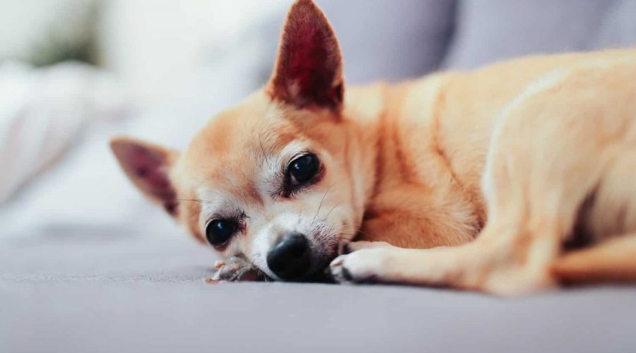 Chihuahua Vor- und Nachteile