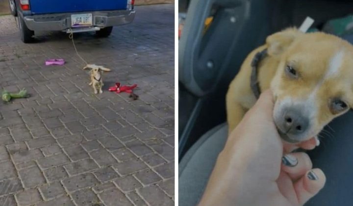 Chihuahua ist Leben lang am Auto angebunden - Was eine Frau dann tut, lässt alle Herzen schmelzen