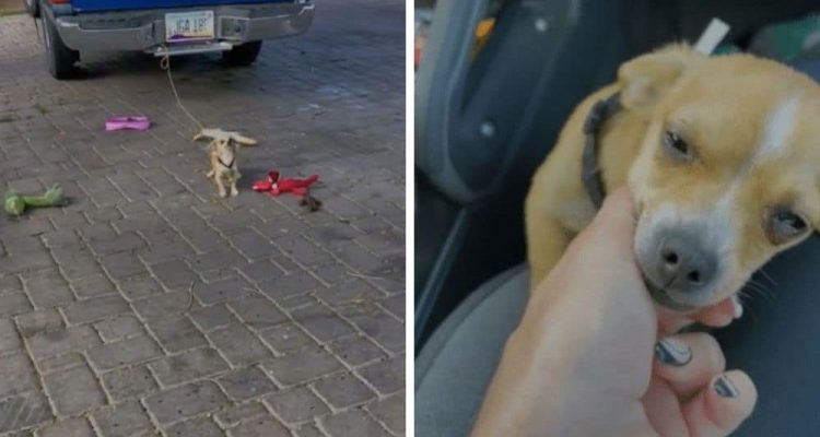 Chihuahua ist Leben lang am Auto angebunden - Was eine Frau dann tut, lässt alle Herzen schmelzen
