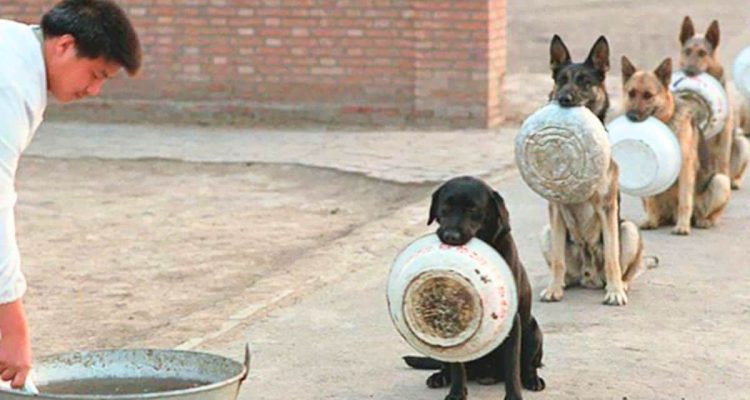 Chinesische Polizeihunde zeigen, was sie unter Gehorsam verstehen