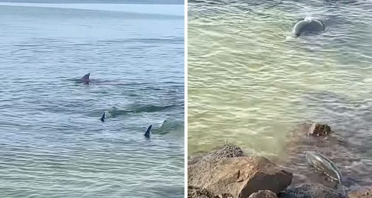 Cleverer Fisch in Lebensgefahr: Wie er seinen 3 hungrigen Jägern doch noch entkommt, ist genial