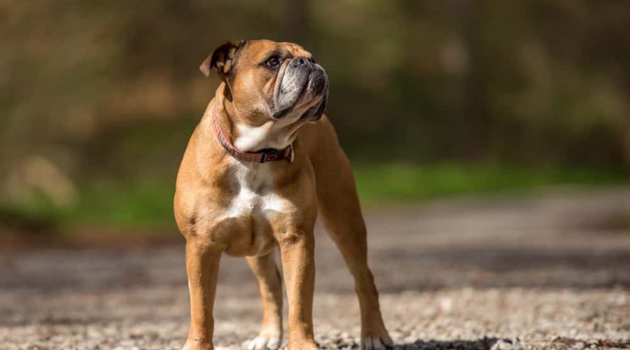 Continental Bulldog Probleme