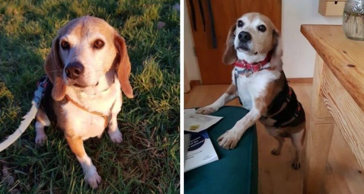 Dankbarer Beagle-Mix “Big” liebt Menschen und Kuscheln - Wer schenkt ihm ein neues Zuhause