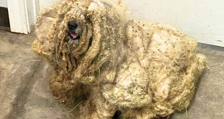 Das Fell dieses vernachlässigten Hundes schockiert alle - doch seine Verwandlung ist unglaublich