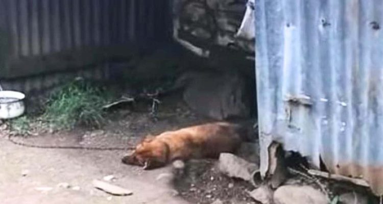 Das Schicksal dieses Hundes macht sprachlos: Er wird nach dem Tod des Besitzers an die Kette gelegt