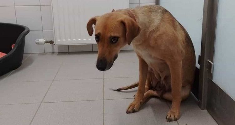 “Das hat nichts mit Tierschutz zu tun” Hunde vor Tierheim Österreich ausgesetzt und angekettet