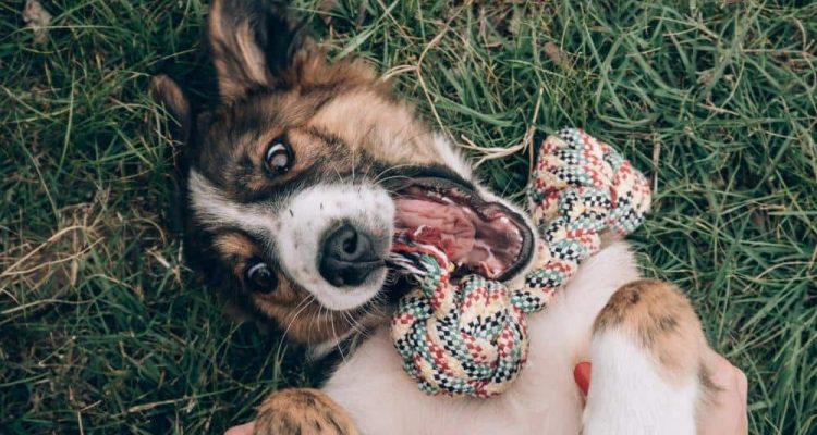 Das sind die 10 beliebtesten Hundespielzeuge auf Amazon