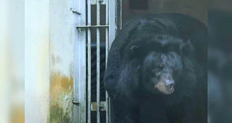 Gänsehaut-Moment: Geretteter Bär erlebt nach 20 Jahren im Käfig das erste Mal Freiheit
