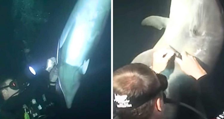 Delfin bittet Taucher um Hilfe - was der Taucher dann entdeckt, ist einfach grausam