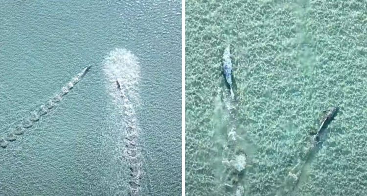Atemberaubende Aufnahmen: So wunderschön sieht es aus, wenn 2 Delfine gemeinsam durchs Wasser tanzen