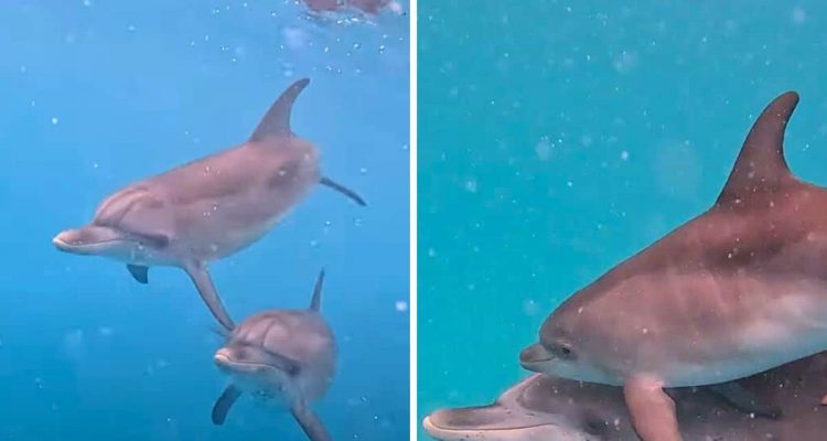 Delfine vertrauen Taucher zu 100 Prozent - wie sie das zeigen, lässt das Herz jubeln