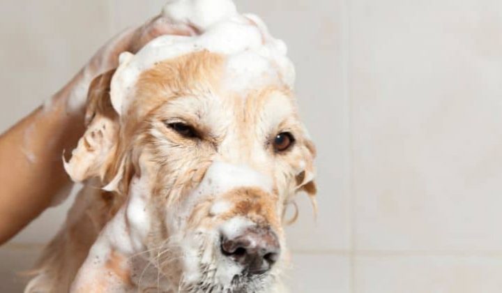 Den Hund richtig duschen