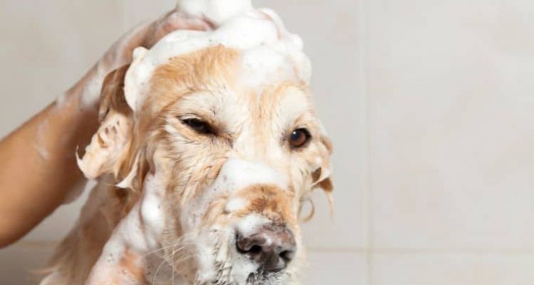 Den Hund richtig duschen