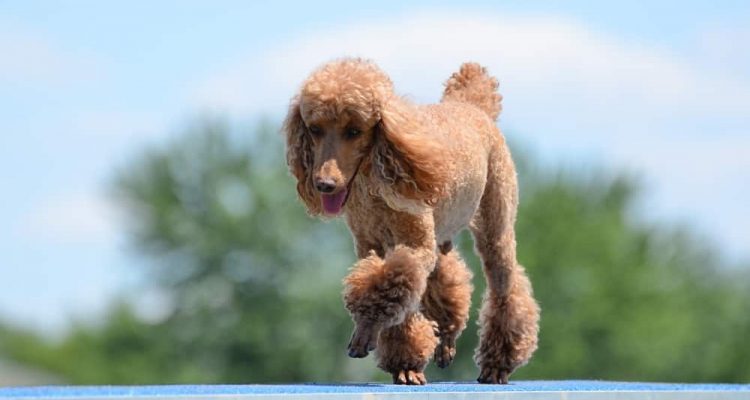 Miniature Poodle Running on a Dog Walk at an Agility Trial
