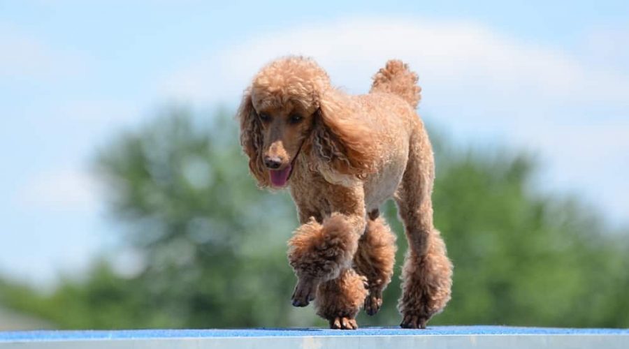 Miniature Poodle Running on a Dog Walk at an Agility Trial