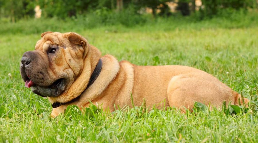 shar pei dog lying on the grass in the park hot day