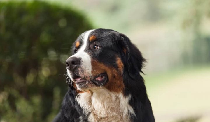 Portrait of a Bernese mountain dog, outdoor