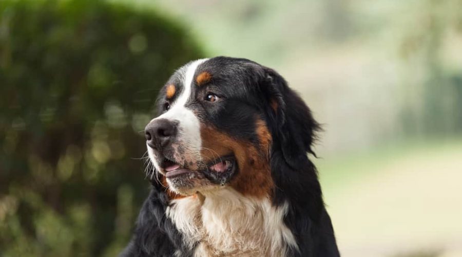 Portrait of a Bernese mountain dog, outdoor