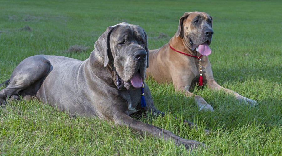 Two Great Dane purebreds resting on green grass