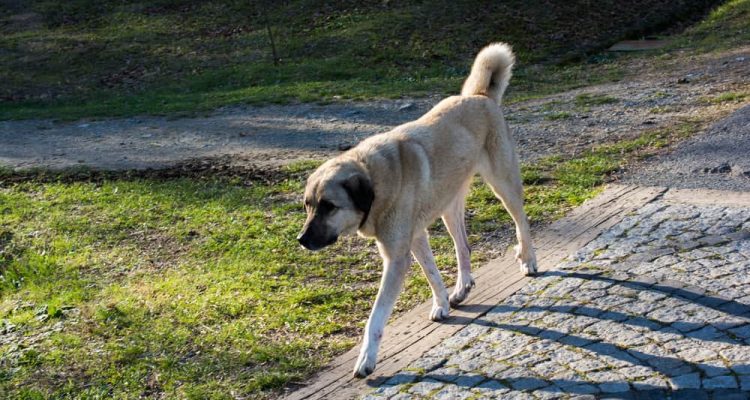 Turkish breed shepherd dog Kangal as livestock guarding dog