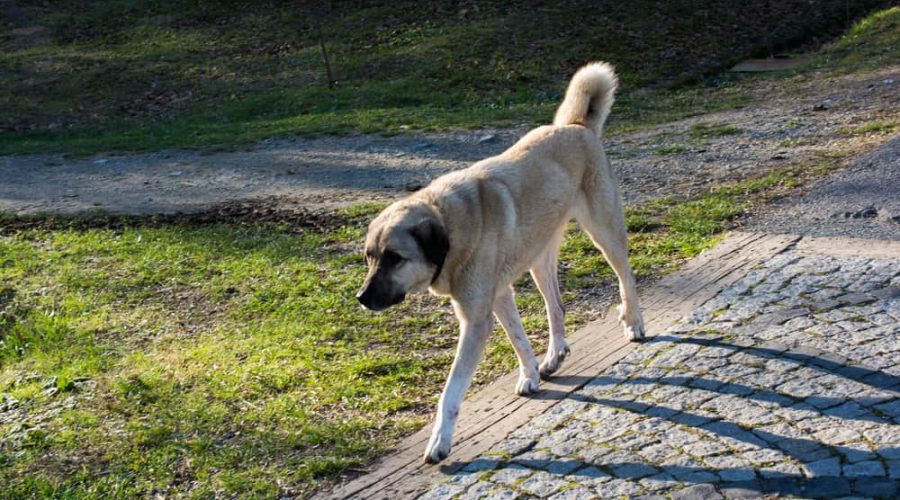 Turkish breed shepherd dog Kangal as livestock guarding dog