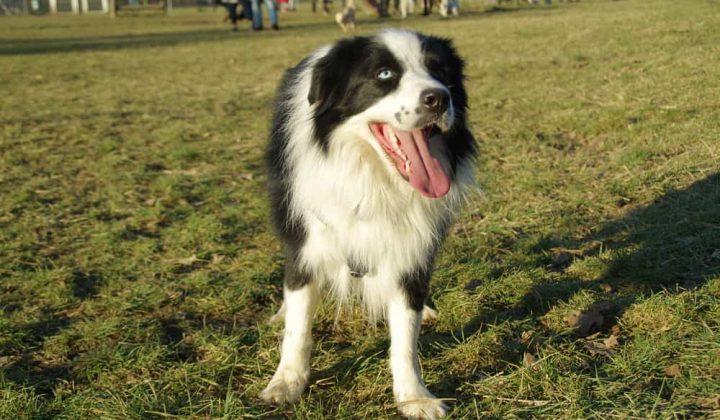 Boder Collie - happy dog walking on grass. Pure breed Border Collie with amazing colorful eyes on a meadow.