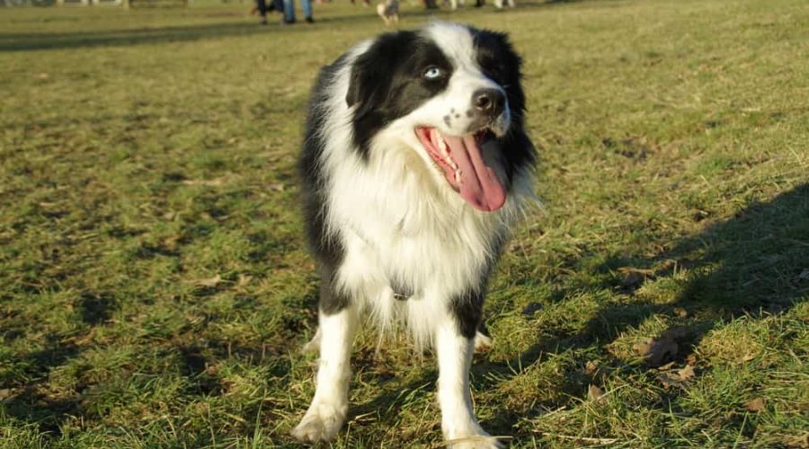 Boder Collie - happy dog walking on grass. Pure breed Border Collie with amazing colorful eyes on a meadow.