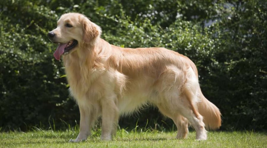 beautiful Golden Retriever dog standing