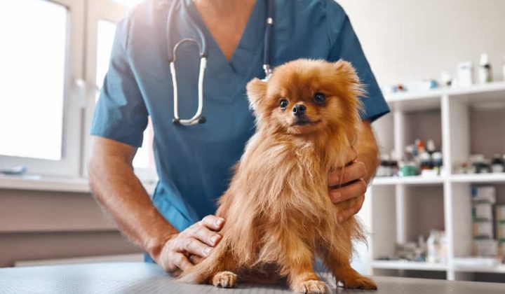 vet checking dog