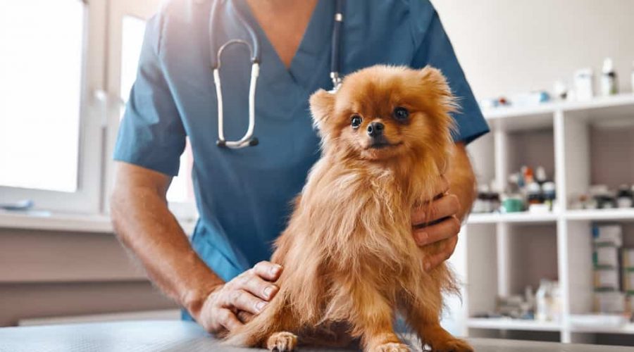 Cute patient. Male vet in work uniform holding little beautiful dog which is sitting on the table and looking at camera at veterinary clinic. Medicine concept. Pet care concept. Animal hospital