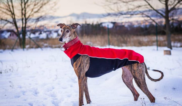 Greyhound in pet clothing. Spanish Galgo outdoors in snow at winter
