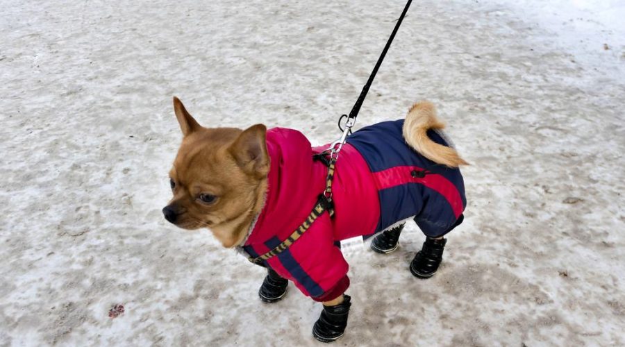 Chihuahua in winter clothes, the cold minus 15 degrees Celsius