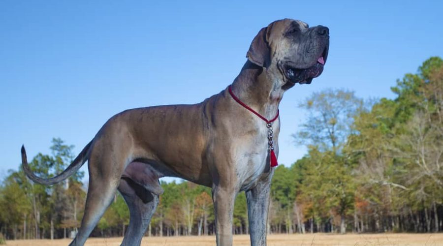 Great Dane purebred that is brown on a fall field