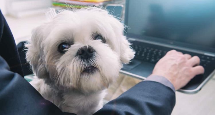 Working with dog at home or office