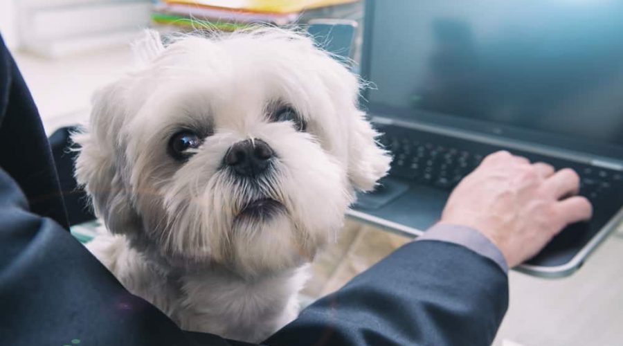 Working with dog at home or office