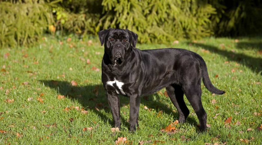 CANE CORSO, A DOG BREED FROM ITALY, ADULT STANDING ON GRASS