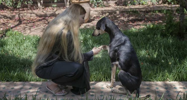 Beautiful Moroccan Arab muslim woman with long blond hair is training obedience with a young black Sloughi dog (Arabian greyhound), inside a backyard garden. Authentic, real life, candid, ethnic diversity, showing the loving relationship between humans and dogs.