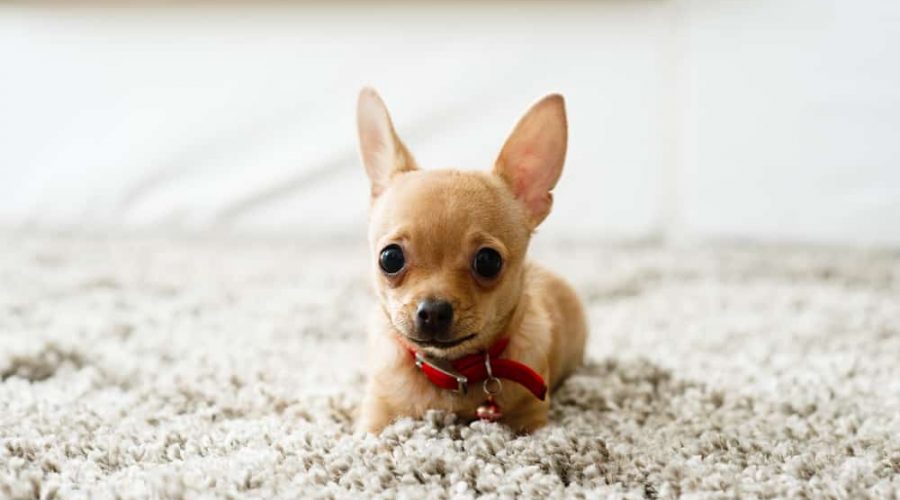 Cute chihuahua dog playing on living room's carpet and looking at camera.