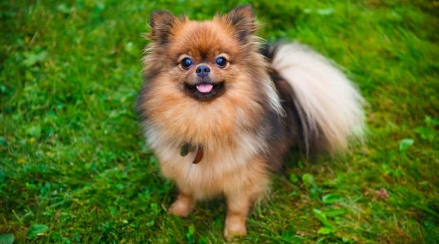 Pomeranian dog (Zwergspitz) on green grass
